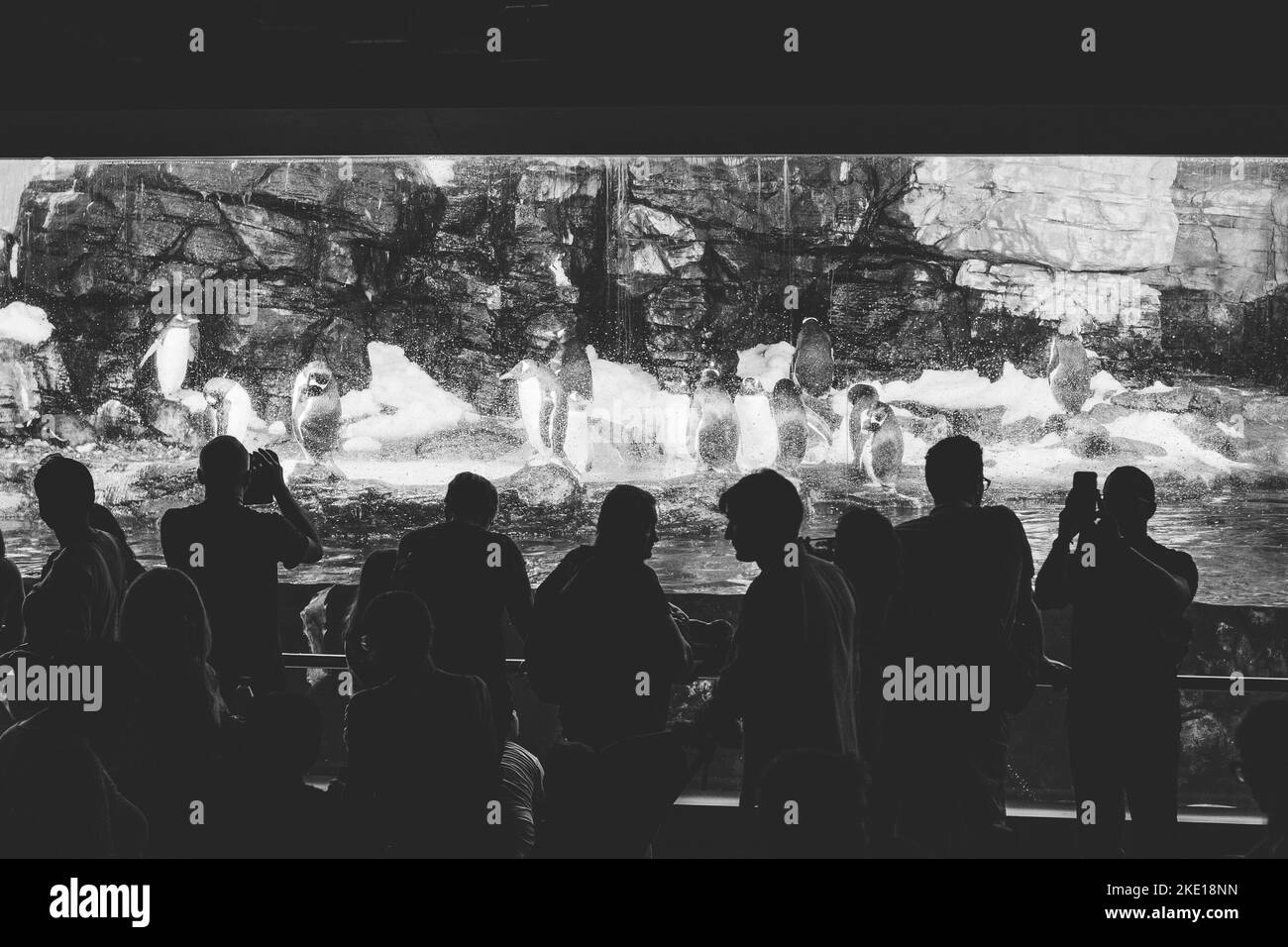 16.10.2022 Valencia, Spanien. Silhouetten von Menschen, die an der Glaswand stehen und die Pinguine im Zoogarten beobachten Stockfoto