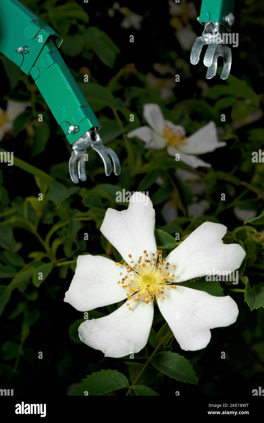 Mechanische Roboterarme sammeln echte Blumen - Gartenarbeit KI Künstliche Intelligenz - Roboterpflanzen Stockfoto