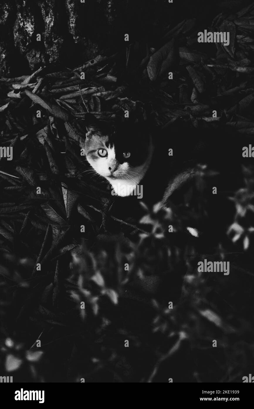 Schwarze Katze mit weißer Schnauze und Hals sitzt zwischen grünen Pflanzen in einem Blumenbeet und blickt direkt in die Kamera. Stockfoto