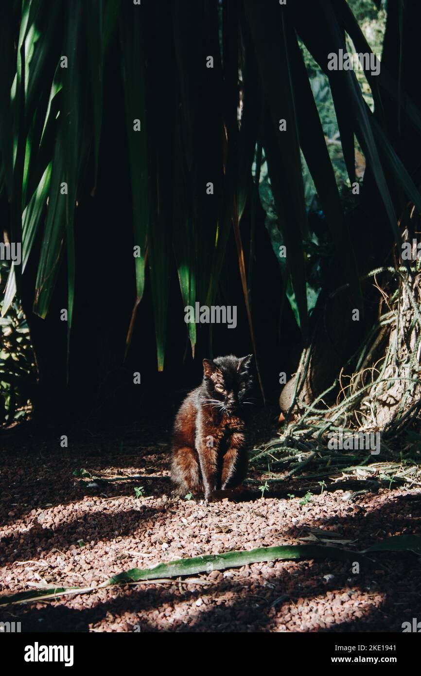 Schwarze Katze sitzt im Sand in einem Blumenbeet in der Sonne unter einem riesigen Baum mit grünen Blättern Stockfoto