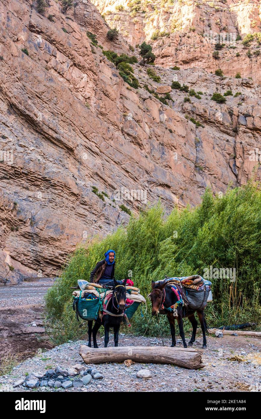 Ein Berber auf dem Pferderücken mit Waren in der Schlucht des Flusses M'Goun, im Atlasgebirge, Marokko Stockfoto