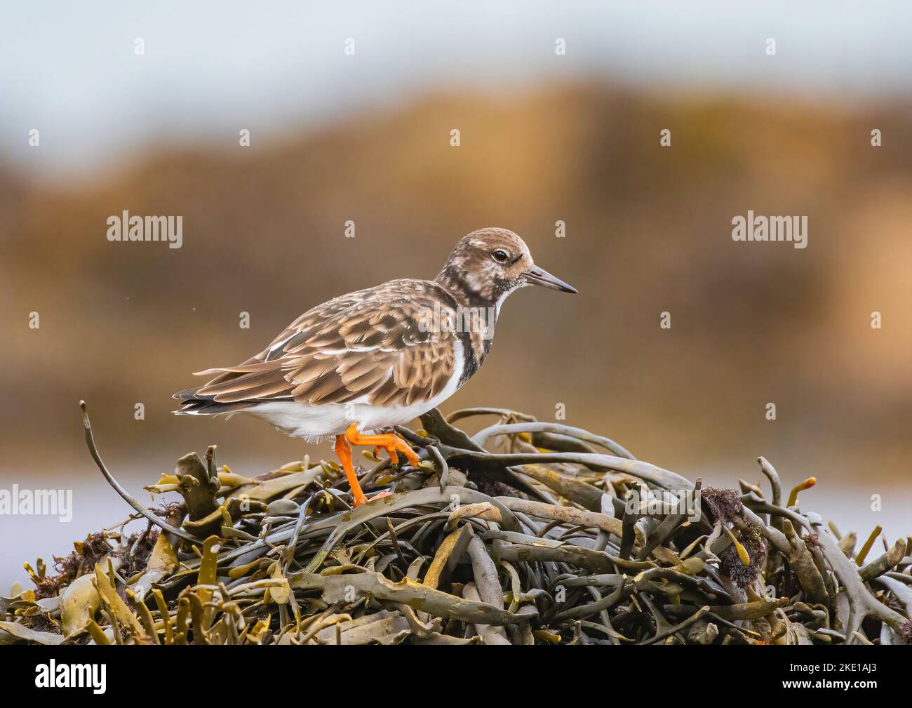 Ein Turnstone (Arenaria interpres), der auf einer felsigen Küste durch Haufen Seegras rakelt und nach Nahrung sucht. Co Galway, Irland Stockfoto