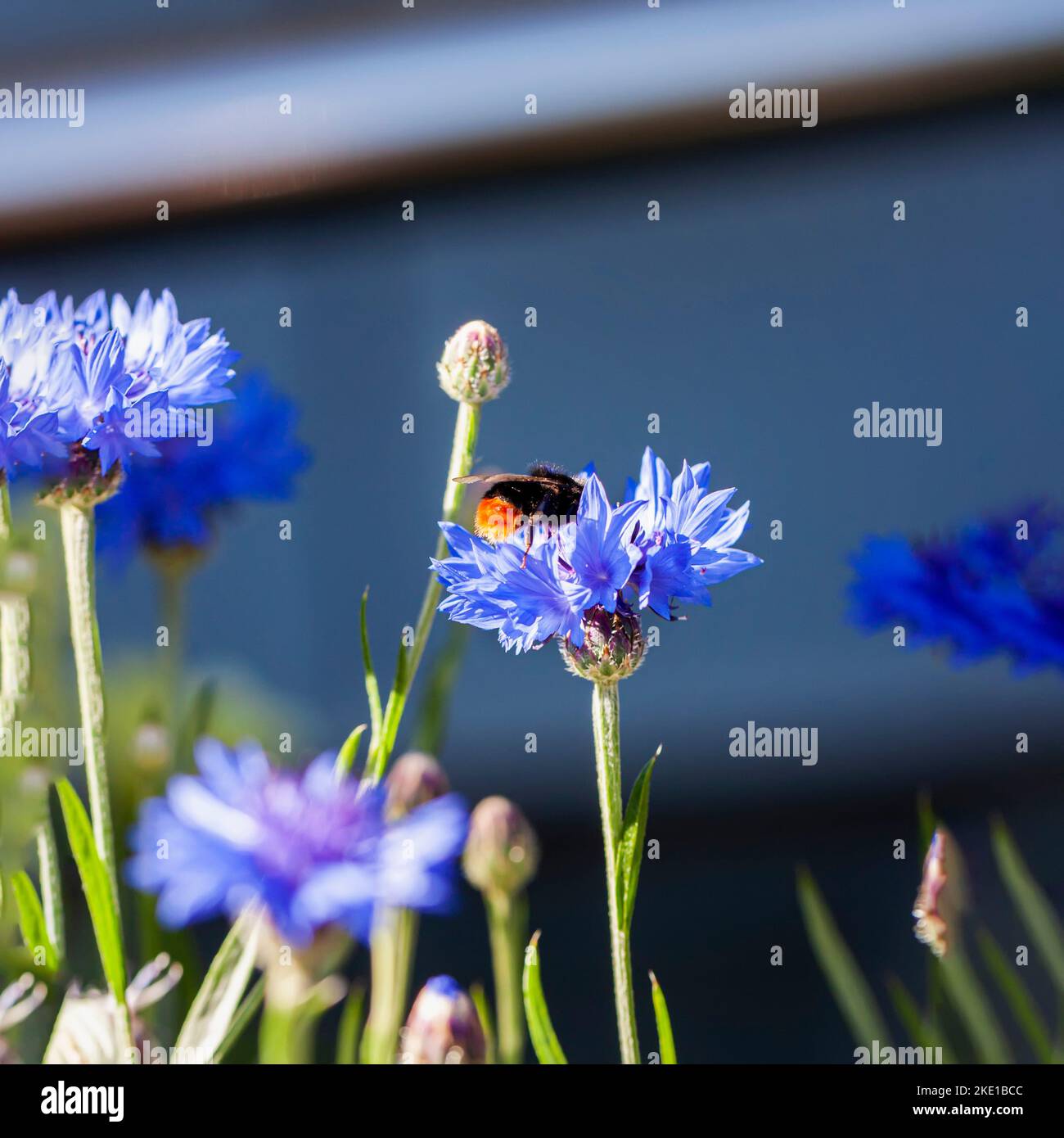 Die Hummel sammelt Pollen aus dem zentaurischen, weichen Fokus. Bestäubung von Pflanzen mit Insekten Stockfoto