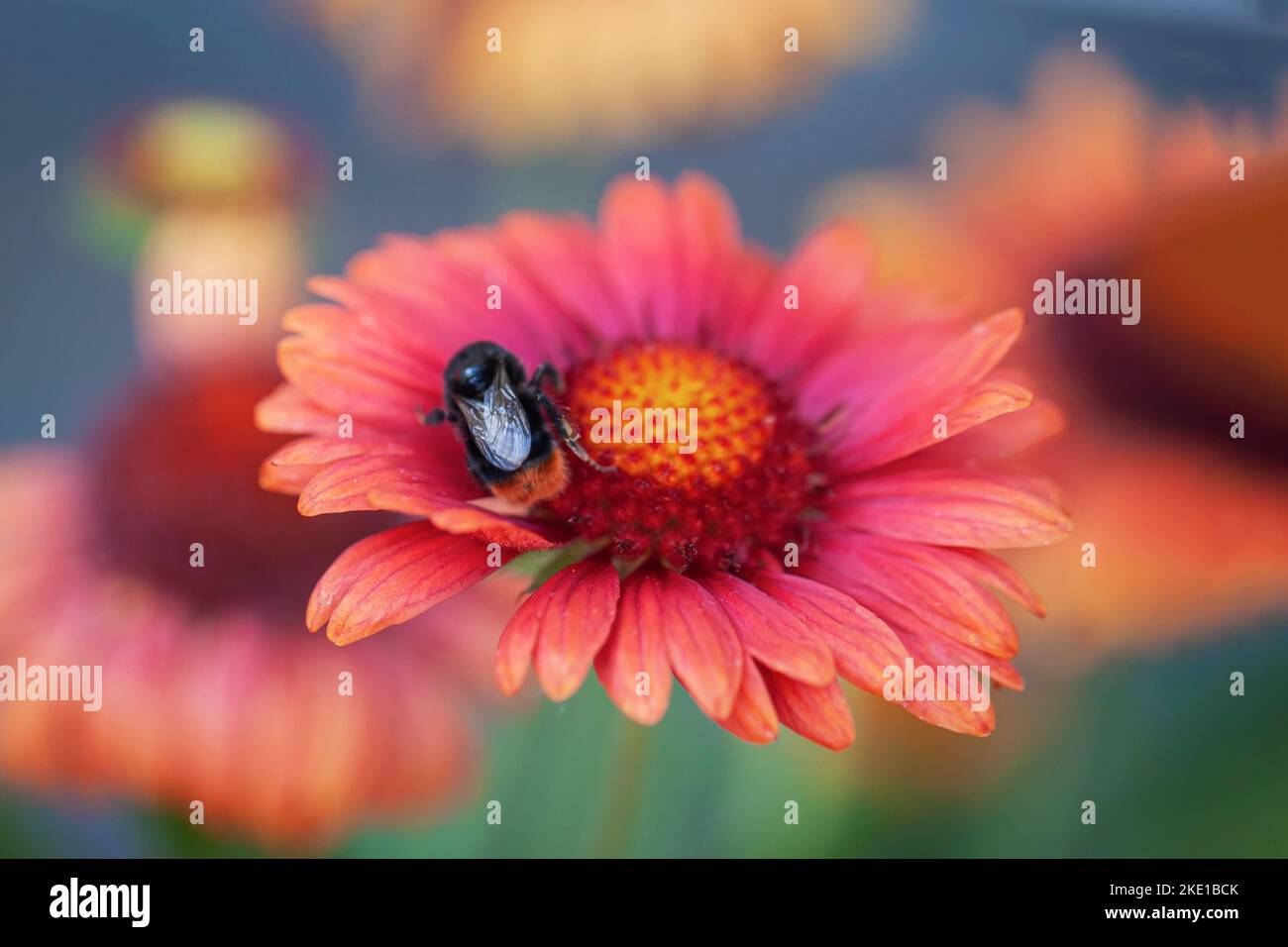 Nahaufnahme des Insektens auf roter Blume. Abstrakter unscharfer Sommerhintergrund, selektiver Fokus Stockfoto