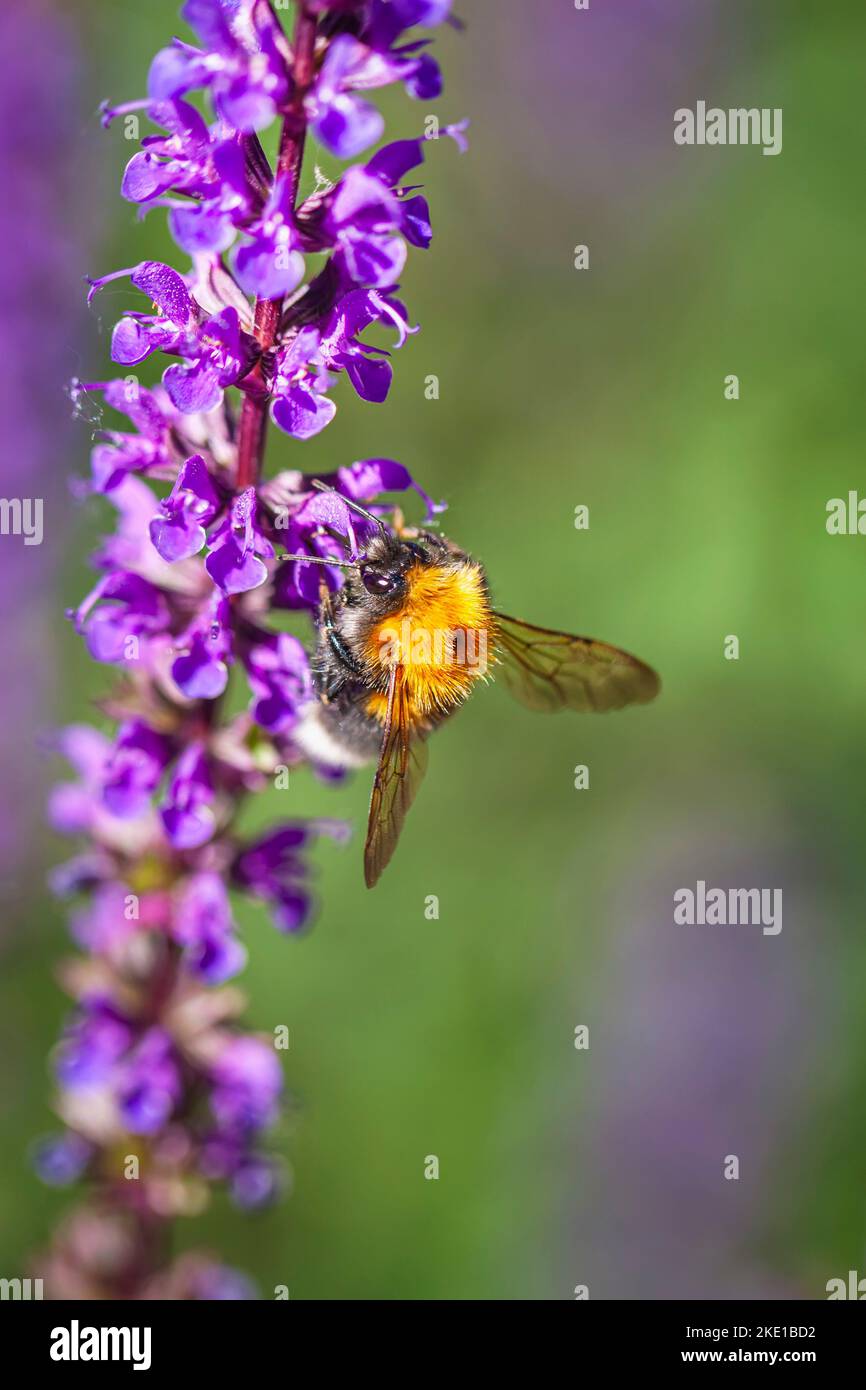 Hummel auf Lavendel. Natürlicher vertikaler Hintergrund, Kopierbereich Stockfoto