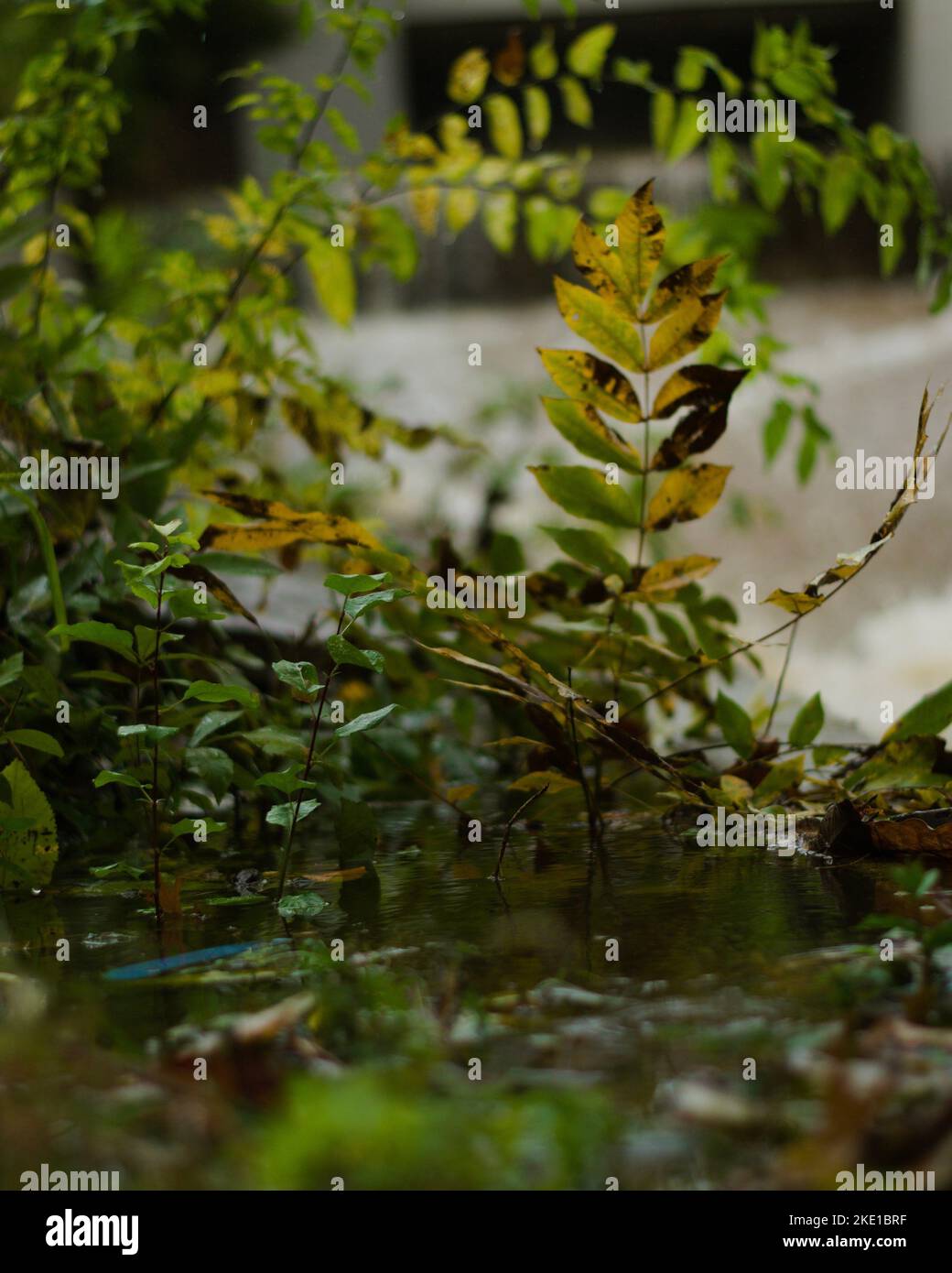 Nahaufnahme der Pflanzen im Wasser nach dem Tornado in Texas Stockfoto