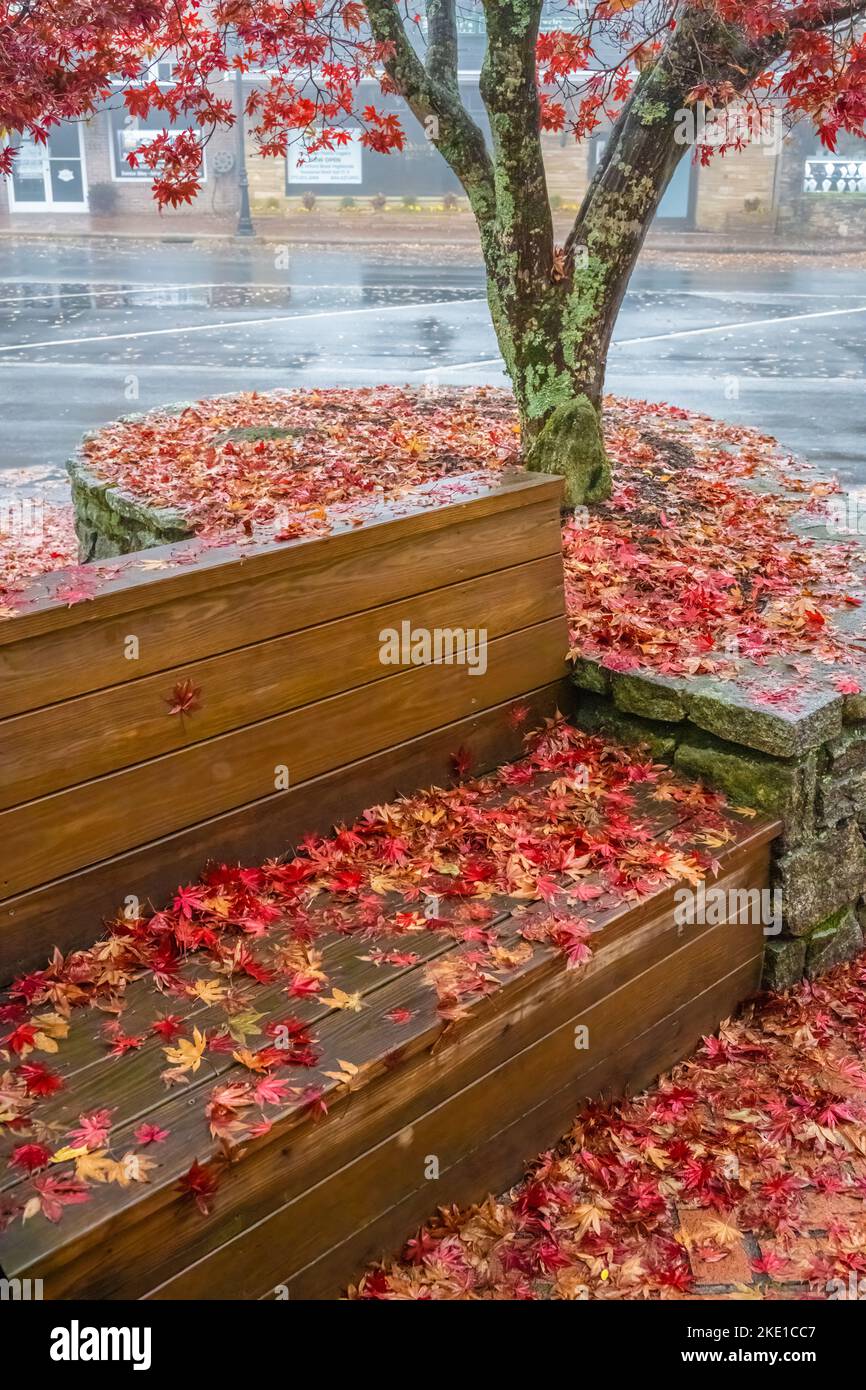 Bunte gefallene Ahornblätter bedecken an einem nebligen Herbstmorgen einen Bürgersteig und eine Bank in der Innenstadt auf der Main Street in Highlands, North Carolina. (USA) Stockfoto