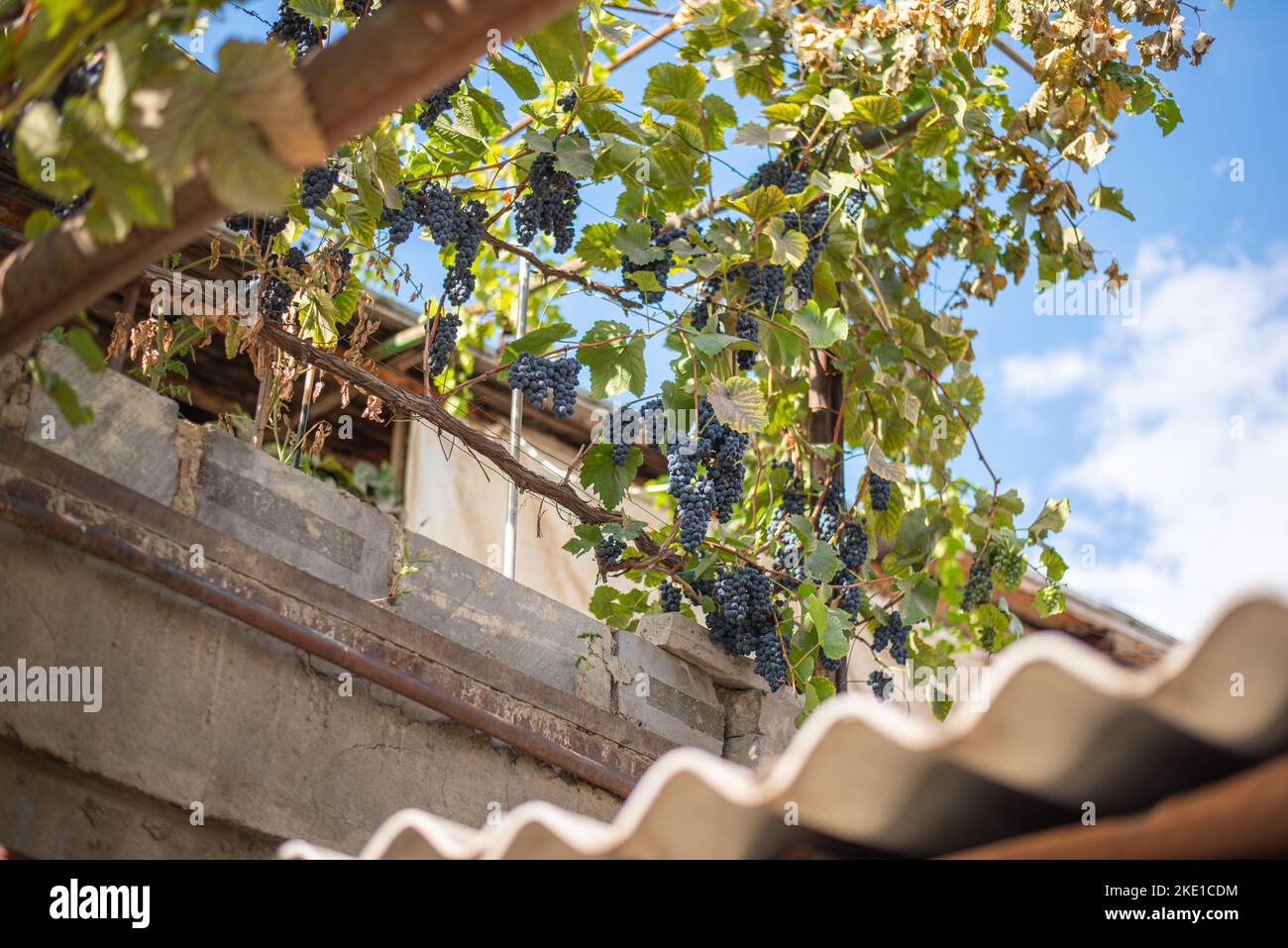 Rebe mit schwarzen Trauben wächst verschlungen Bau eines Wohnhauses in Tiflis, Georgien Stockfoto