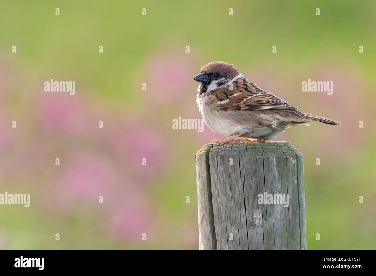 Im Frühjahr sitzt der Baumsperling auf einem Zaun Stockfoto