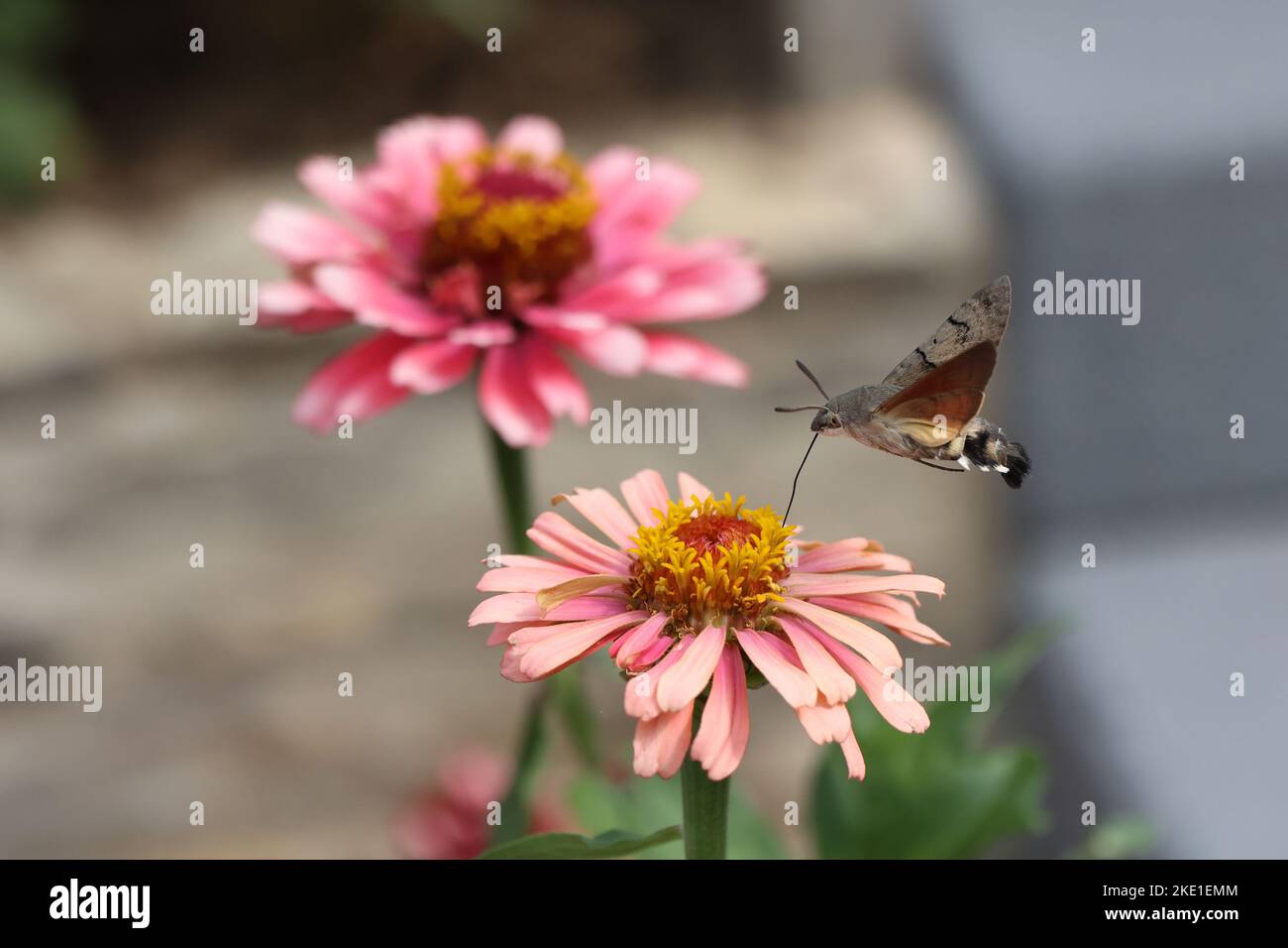 Eine Nahaufnahme eines Kolibri-Falkenmotten (Macroglossum stellatarum) Schmetterlings auf einer schönen Zinnienblüte Stockfoto