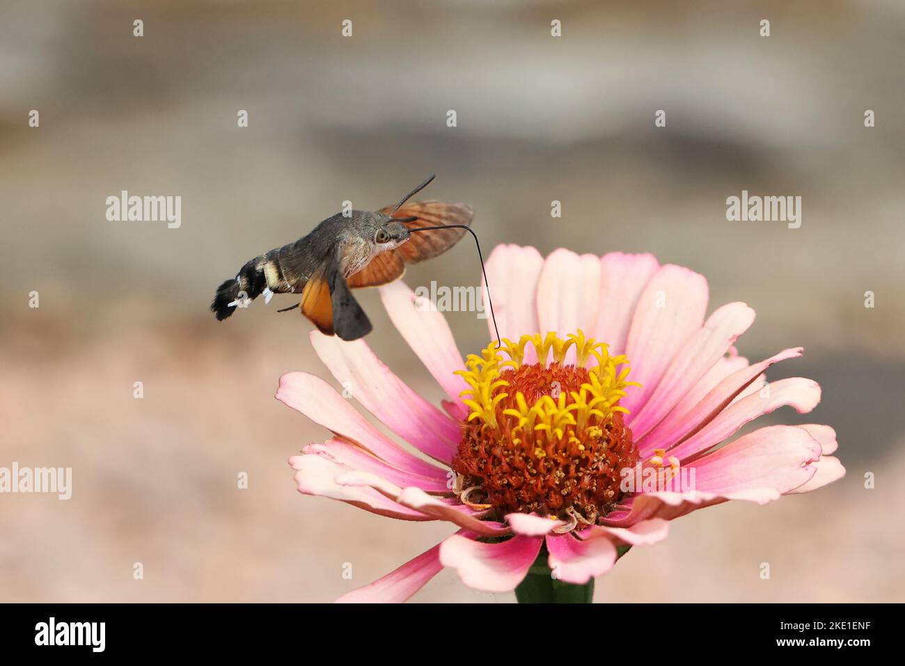 Eine Kolibri-Falkenmotte (Macroglossum stellatarum) auf einer schönen Zinnienblüte. Stockfoto