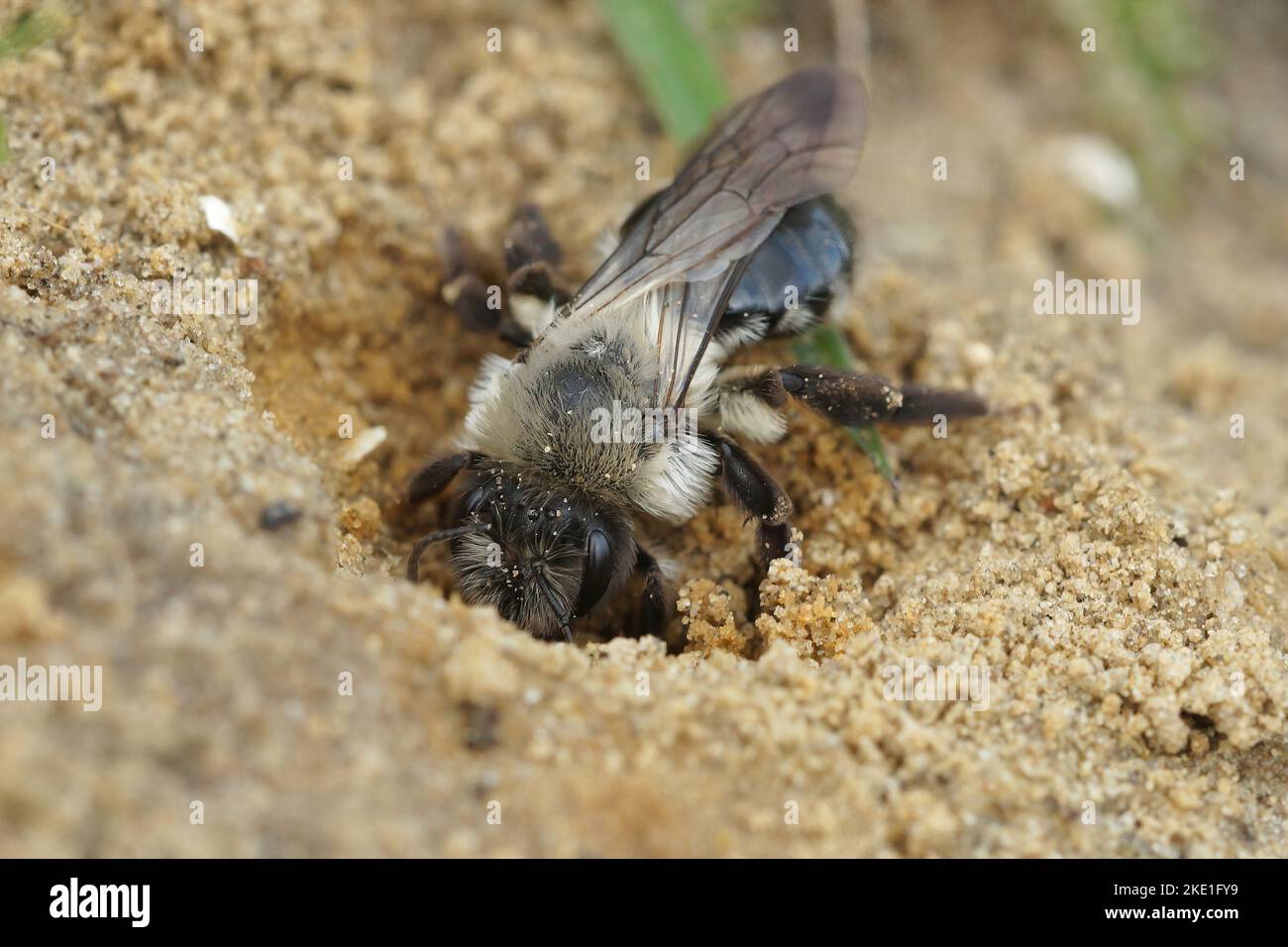 Eine Nahaufnahme einer graurückigen Bergbaubiene (andrena vega), die in ihr unterirdisches Nest gräbt Stockfoto