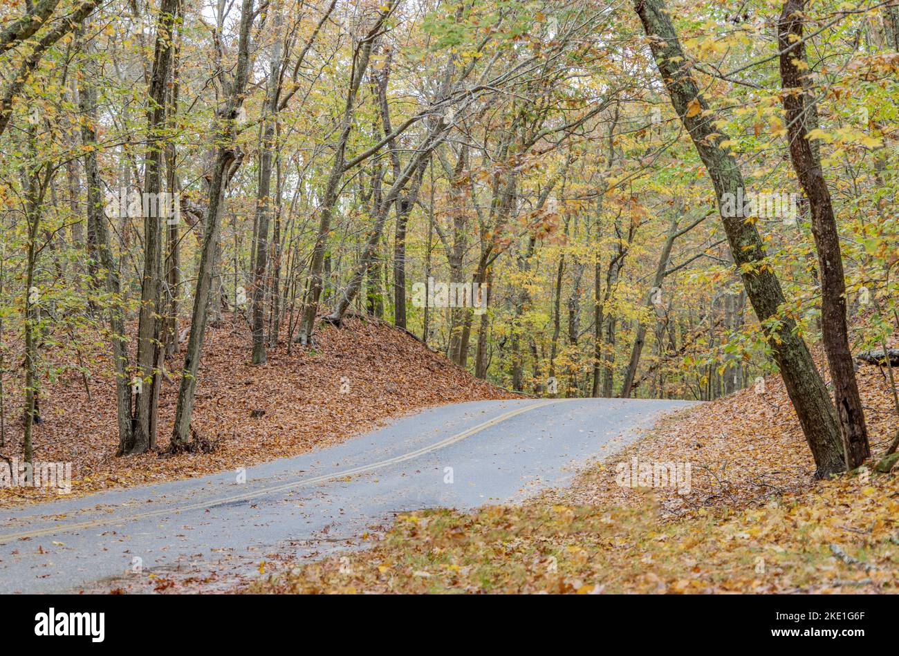 Einfache zweispurige Straße, die durch den Wald in Amagansett, NY, führt Stockfoto