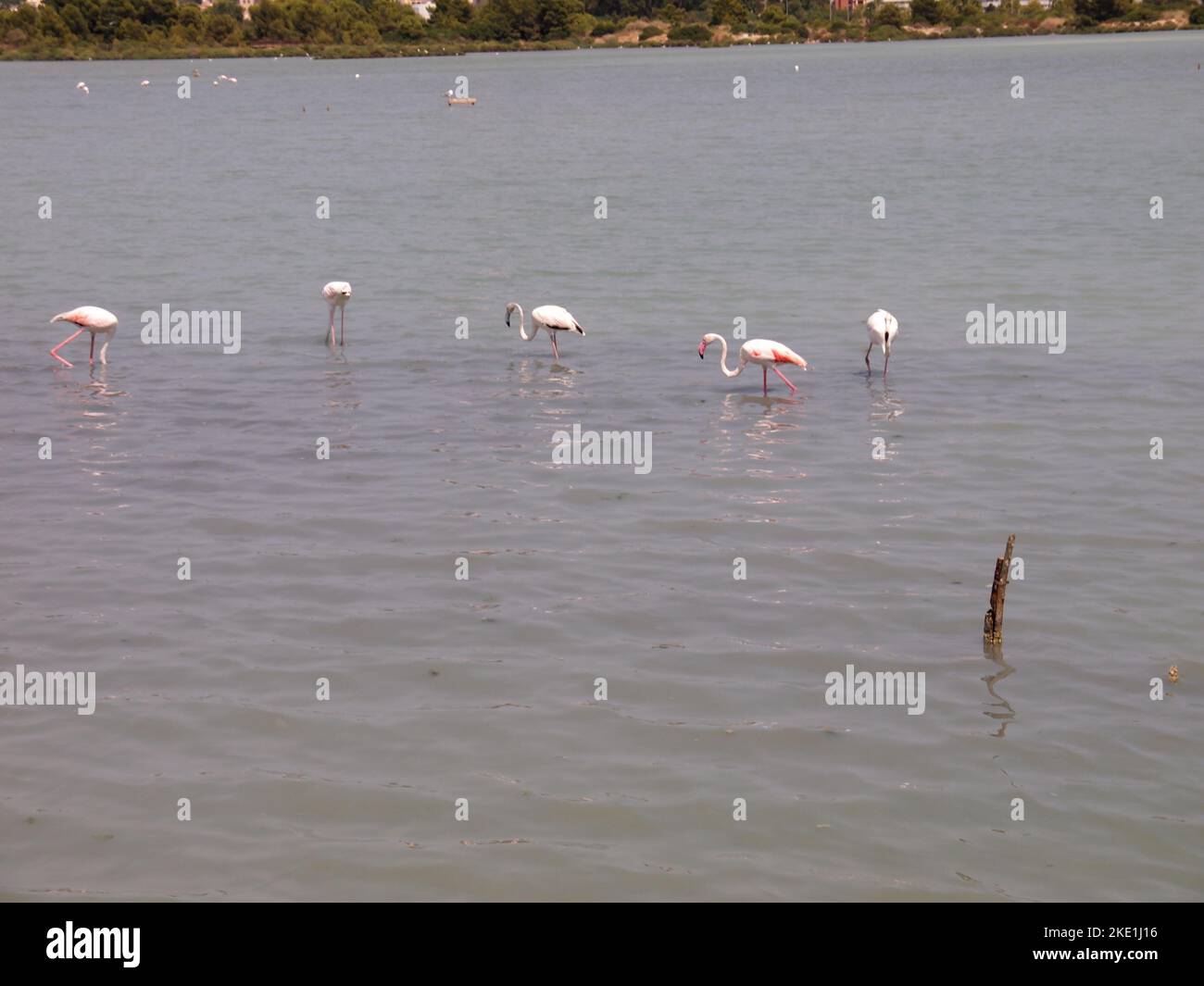 Salinas de Calpe (Provinz Alicante, Bundesland Valencia, Königreich Spanien) Stockfoto