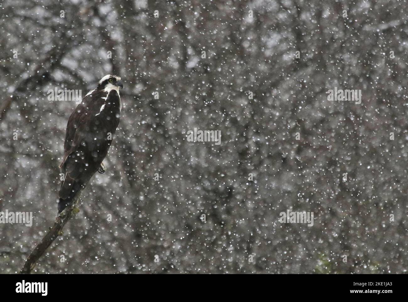 Fischadler im Schnee Stockfoto