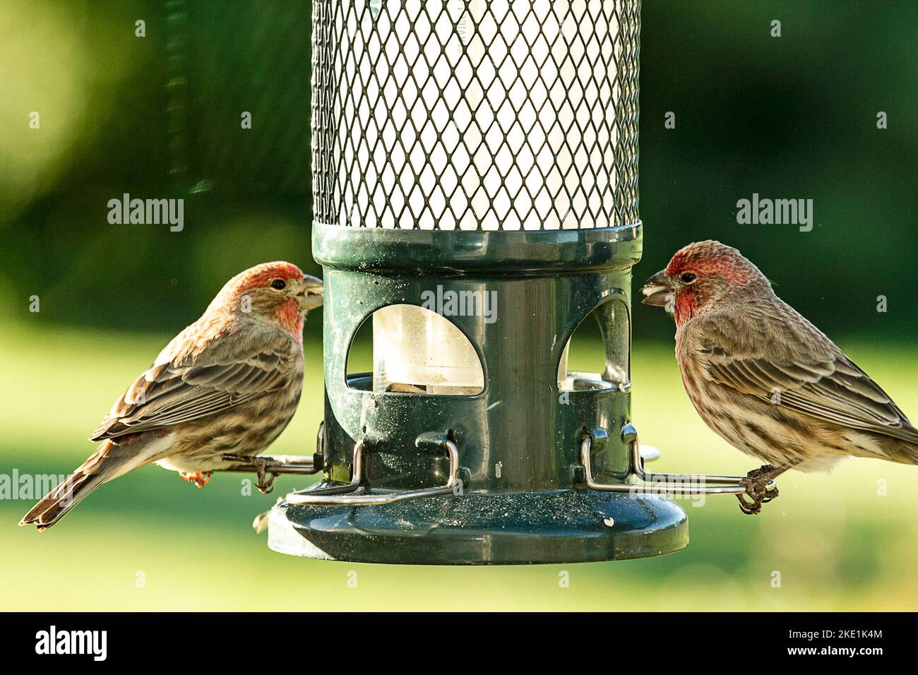 Zwei Finken Vögel auf gegenüberliegenden Seiten des Vogelfutterhäuschen thront Stockfoto