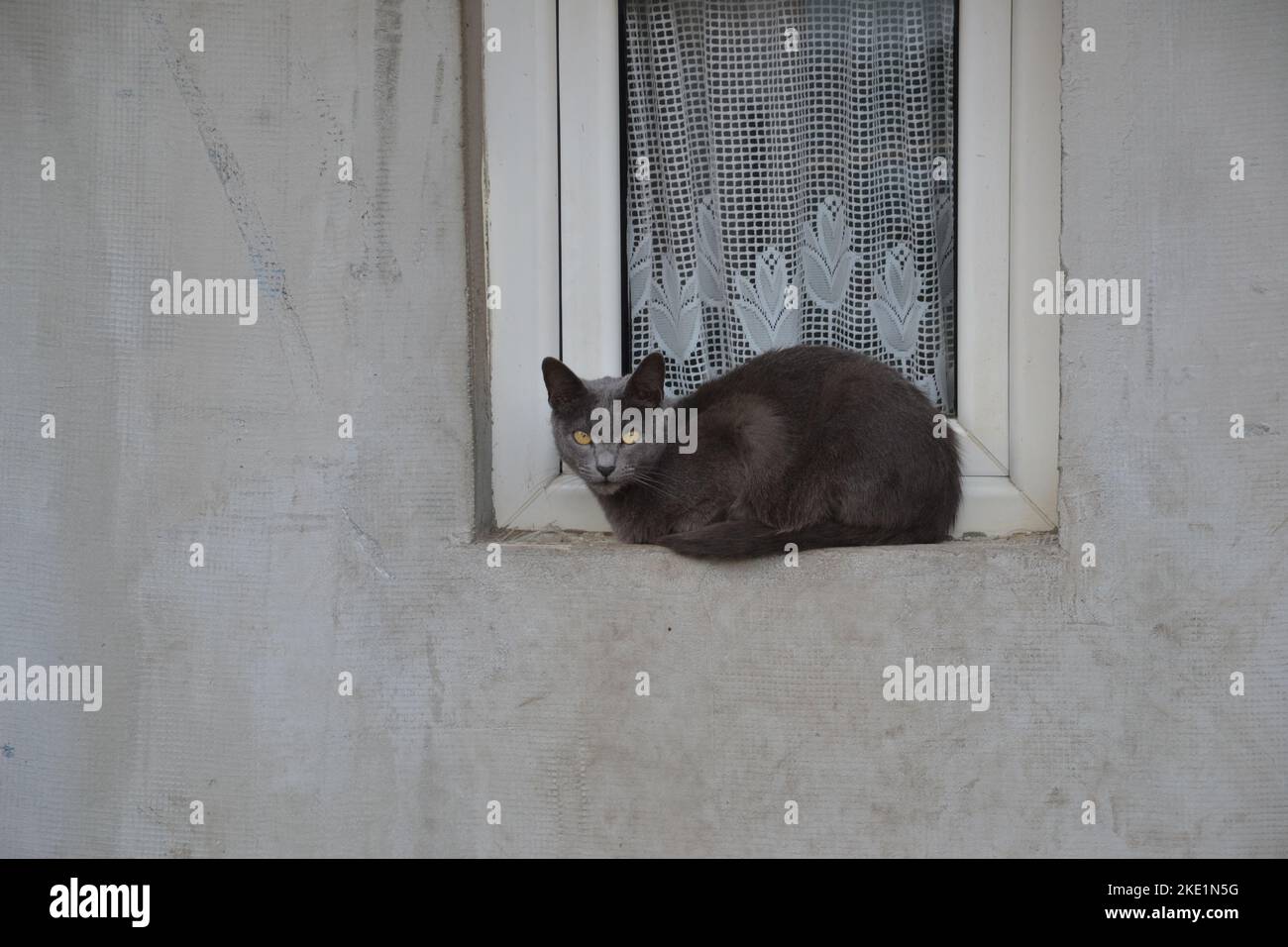 Eine silbergraue pelzbedeckte Chartreux-Katze mit kupferfarbenen Augen, die draußen auf einem mit einem gestickten Vorhang bedeckten Hausfenster sitzt Stockfoto