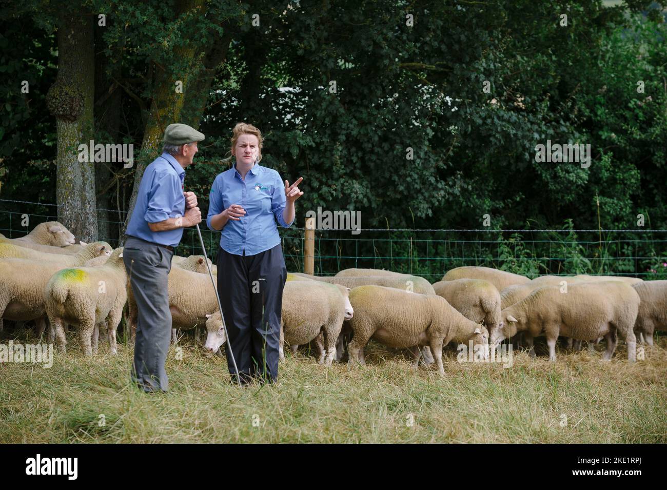 Bild von Jim Wileman - Emily Gascoigne, Tierärztin, auf der Eastfields Farm, East Chinnock, mit Phil Baker und seinen Poll Dorsets des Chinnock Stockfoto