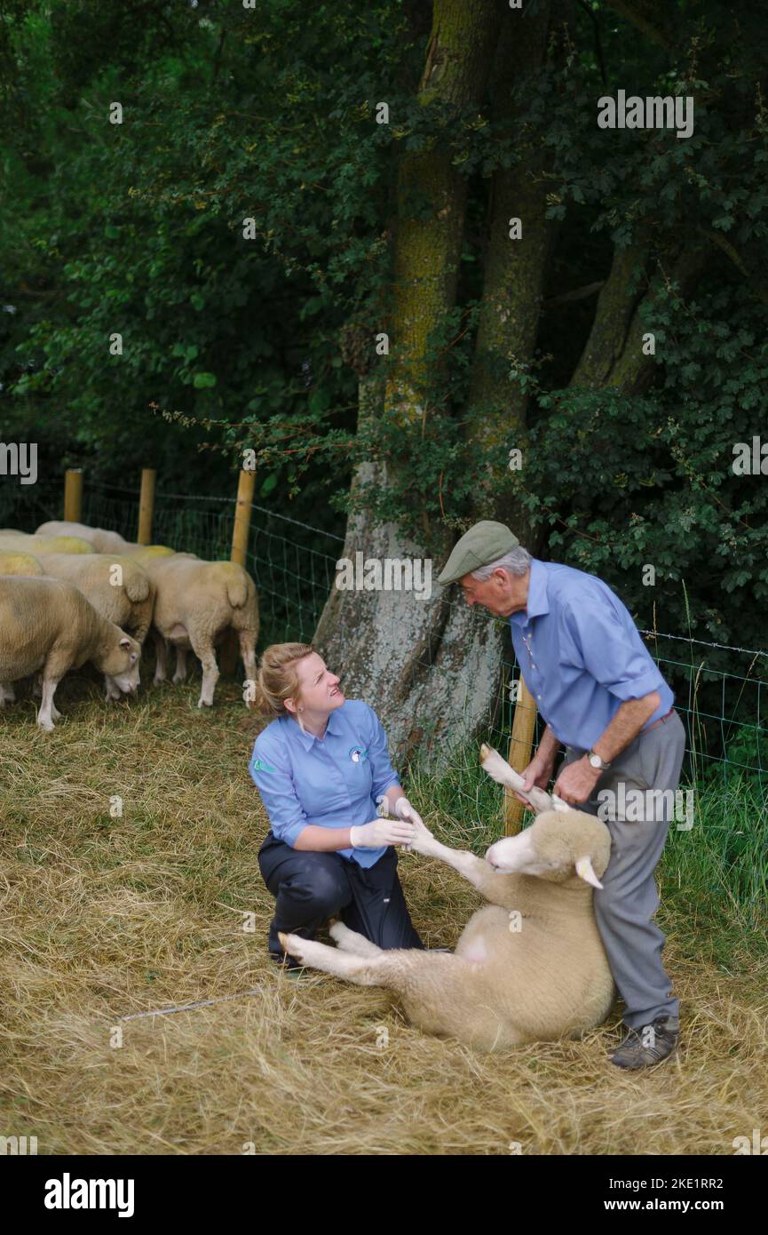 Bild von Jim Wileman - Emily Gascoigne, Tierärztin, auf der Eastfields Farm, East Chinnock, mit Phil Baker und seinen Poll Dorsets des Chinnock Stockfoto