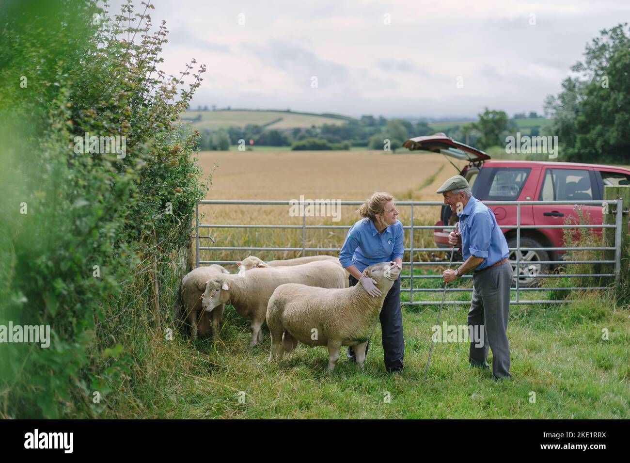 Bild von Jim Wileman - Emily Gascoigne, Tierärztin, auf der Eastfields Farm, East Chinnock, mit Phil Baker und seinen Poll Dorsets des Chinnock Stockfoto