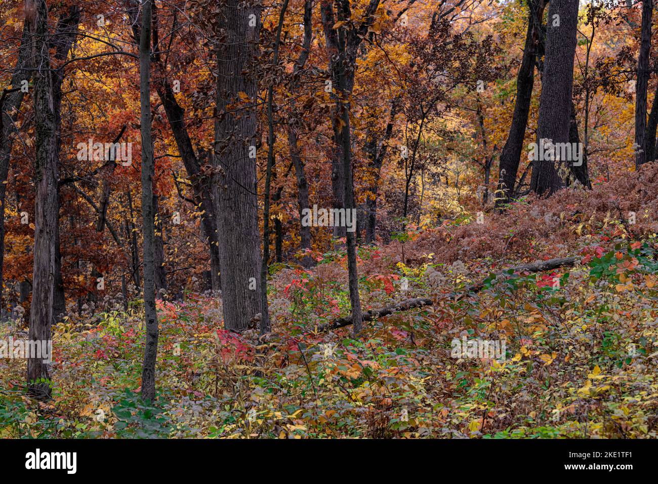 Der Wald zeigt seinen herbstlichen Glanz, Stone Barn Savanna, Nachusa Grasslands Nature Conservancy, Lee & Ogle Counties, Illinois Stockfoto
