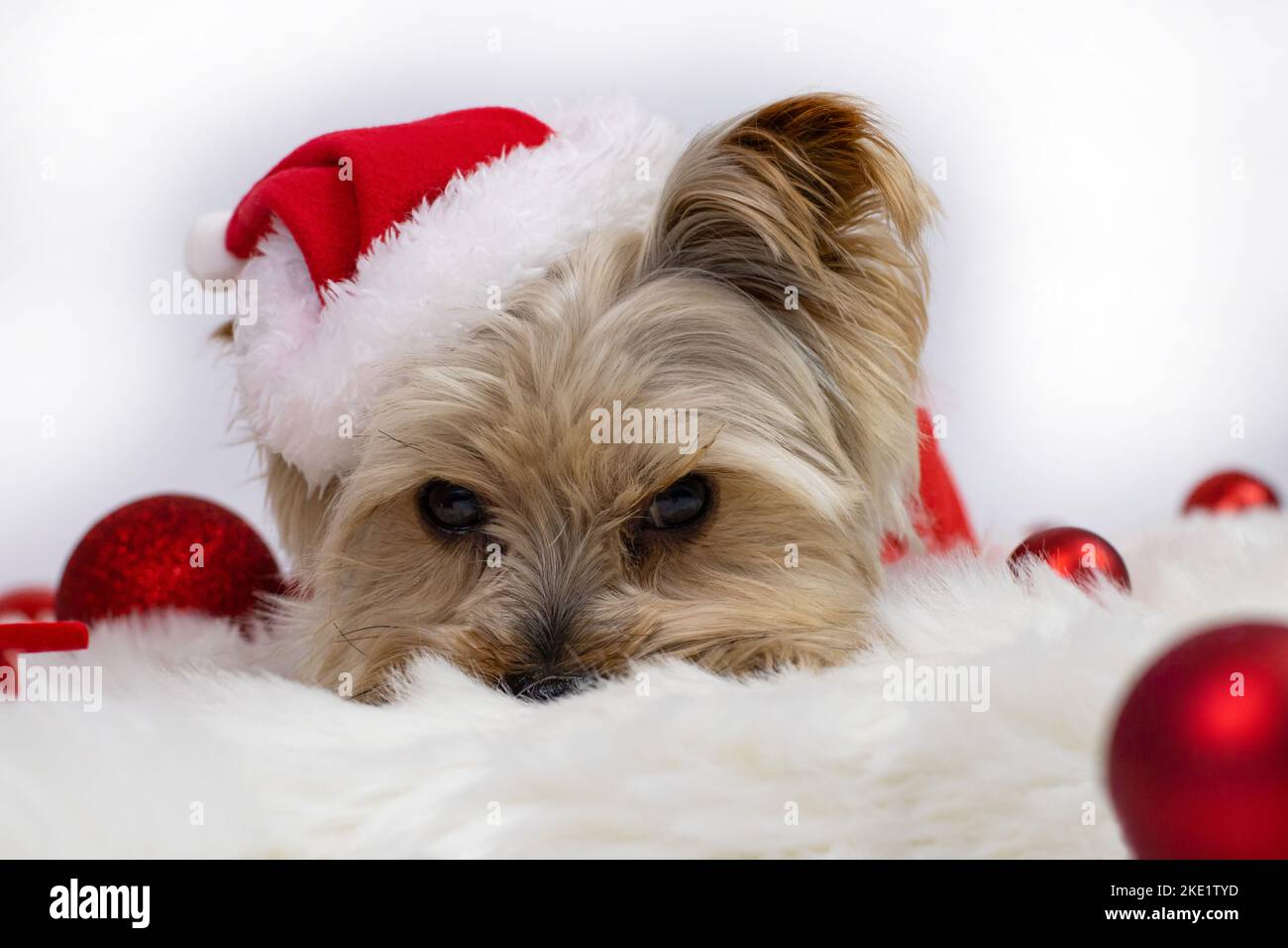 Weihnachtskarte. Yorkshire Terrier Hund in einer weihnachtsmütze Nahaufnahme, liegt auf einer Matte, Stockfoto