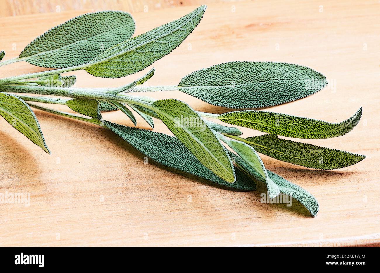 Salbeipflanze, Salvia officinalis auf Holzgrund Stockfoto