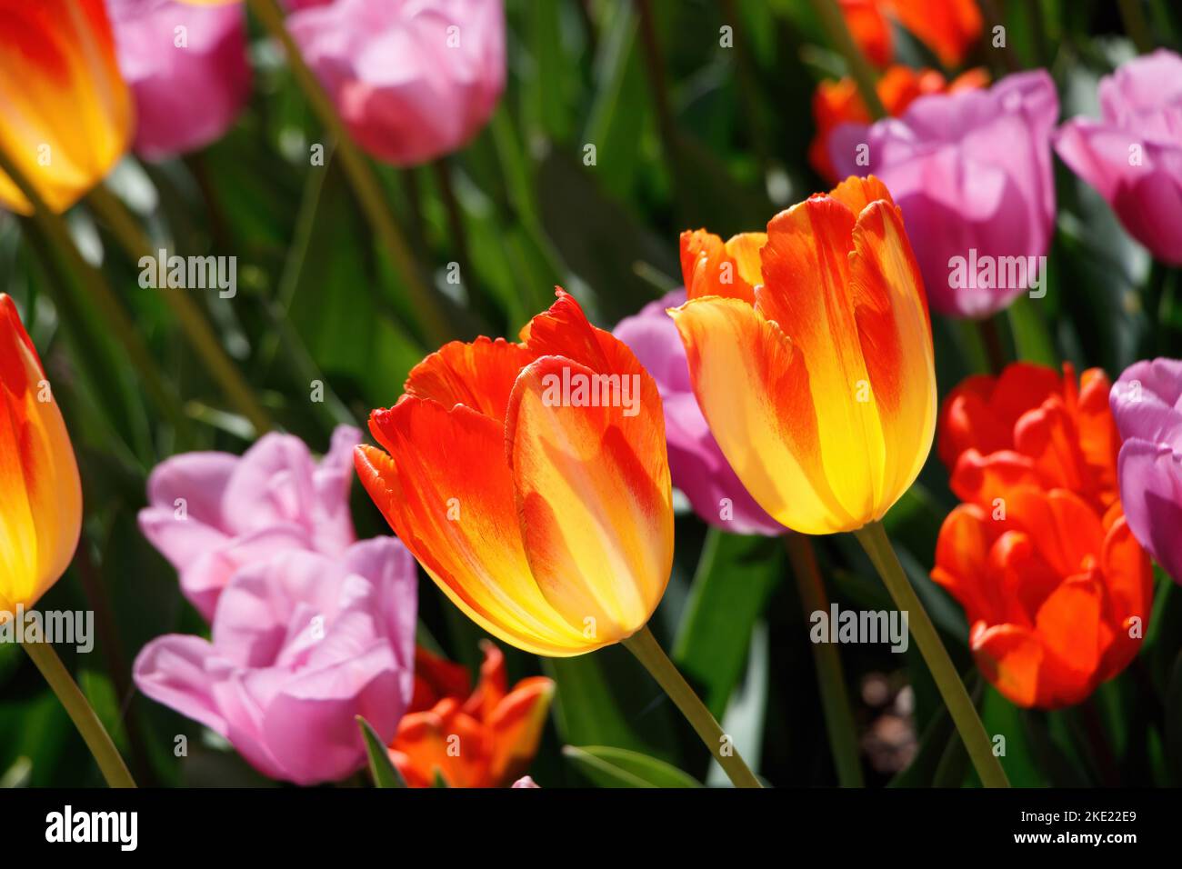 Nahaufnahme von bunten Tulpen Stockfoto