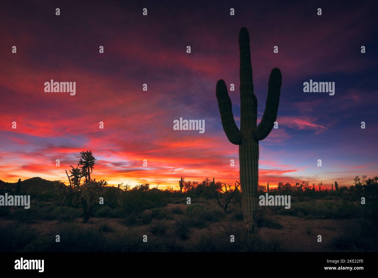 Malerischer Sonnenuntergang in der Wüste von Arizona mit Saguaro Kaktus-Silhouette Stockfoto
