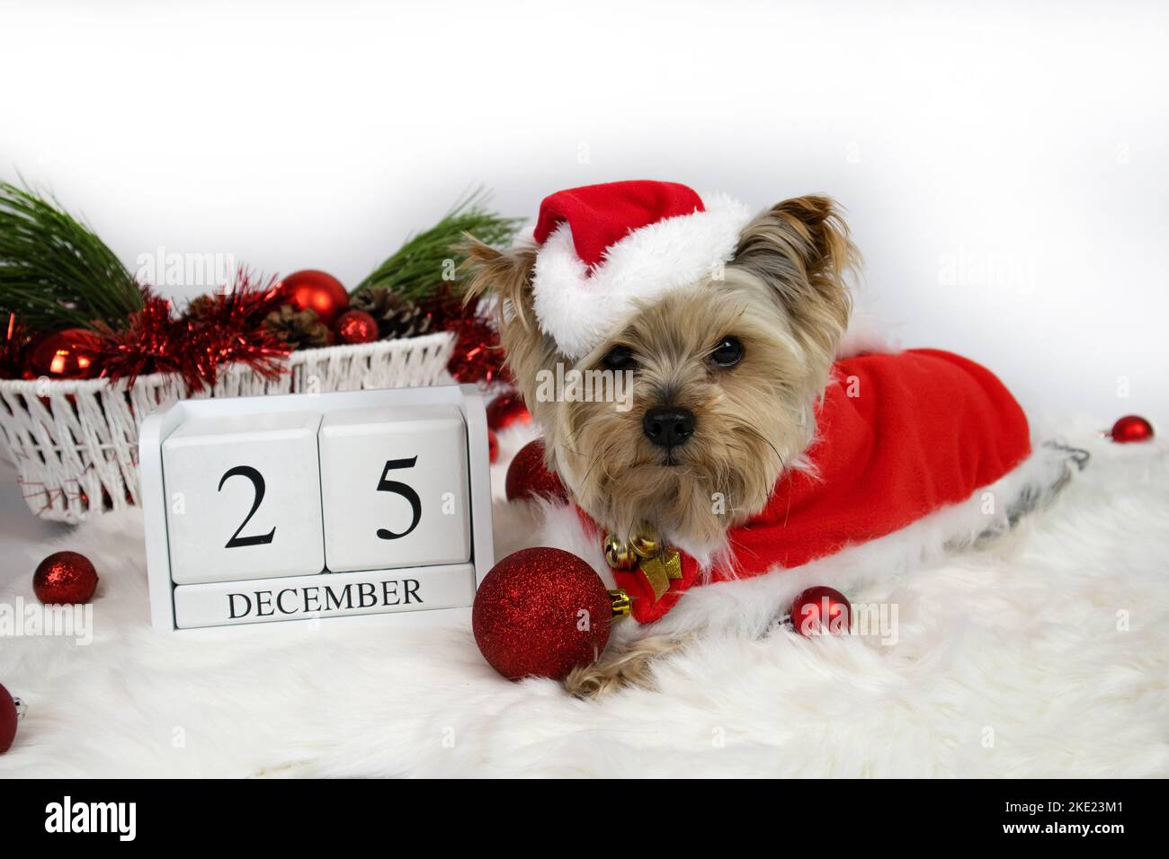 Weihnachten. Yorkshire Terrier Hund im weihnachtsmann Kostüm und 25 dezember Kalender Stockfoto