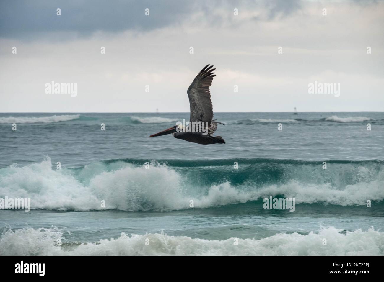 Bei einer Wanderung in der Nähe des Strandes in der Nähe von Puerto Villamil können Sie viele dieser großen Pelikane in der Nähe der Meeresoberfläche fliegen sehen und die türkisfarbene Farbe o sehen Stockfoto