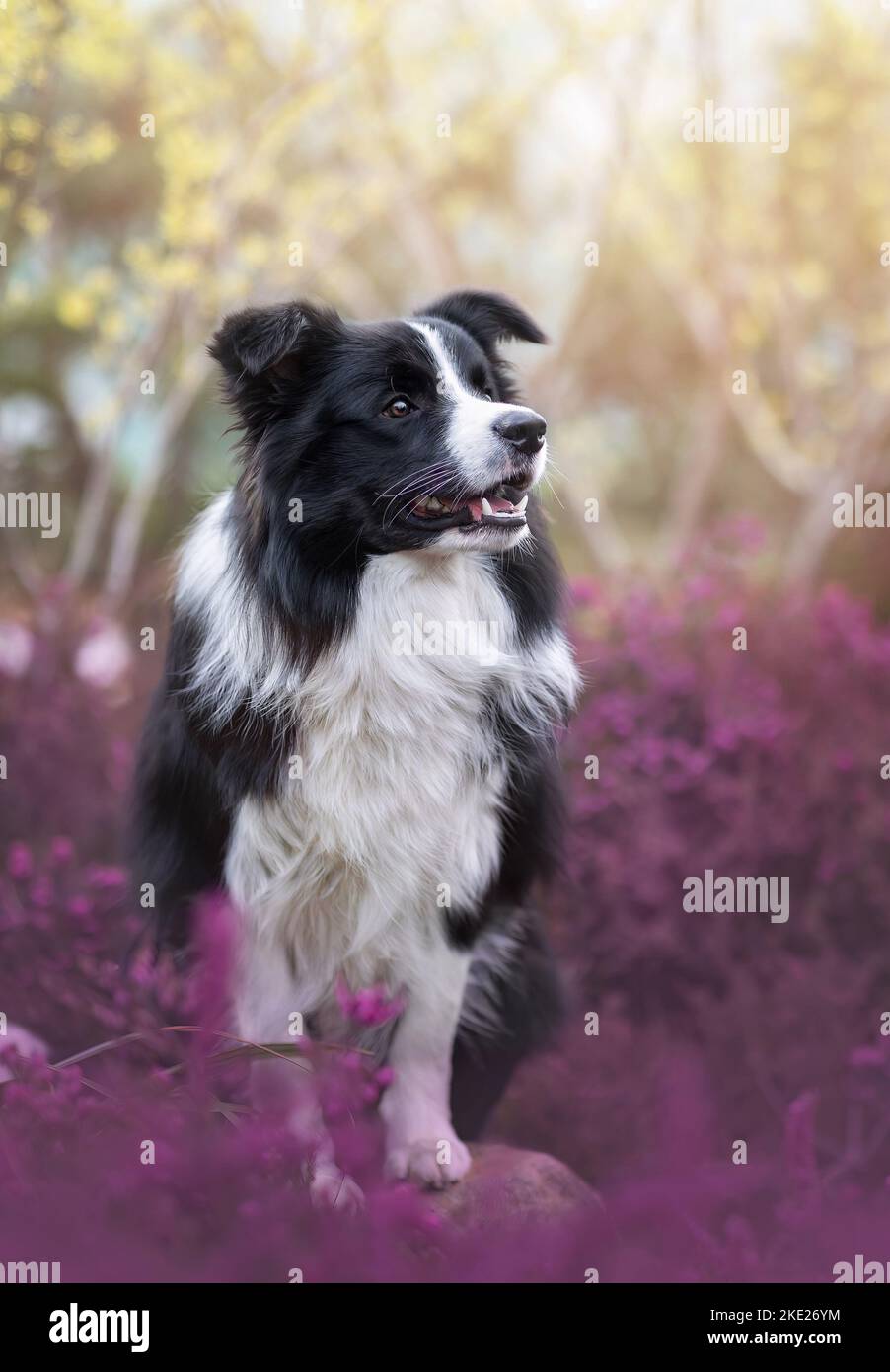 Junger männlicher Border Collie Stockfoto