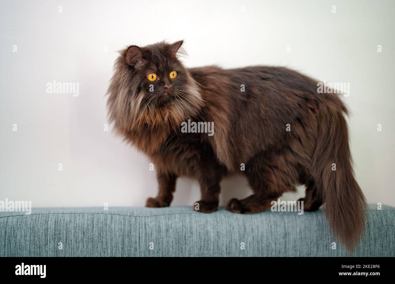 Porträt einer schottischen geraden Katze auf dem Sofa. Stockfoto