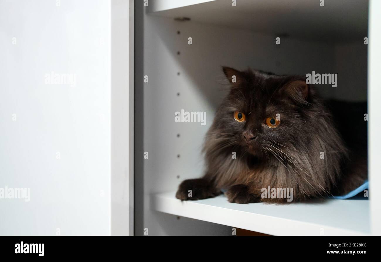 Schottische gerade Katze liegt auf einem Regal im Schrank. Stockfoto