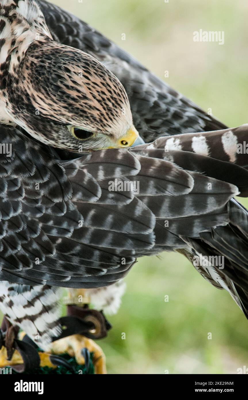 Hybrid Gyr-perigrine Falcon pflegt sich selbst, während er bei einer Veranstaltung ausgestellt wird Stockfoto