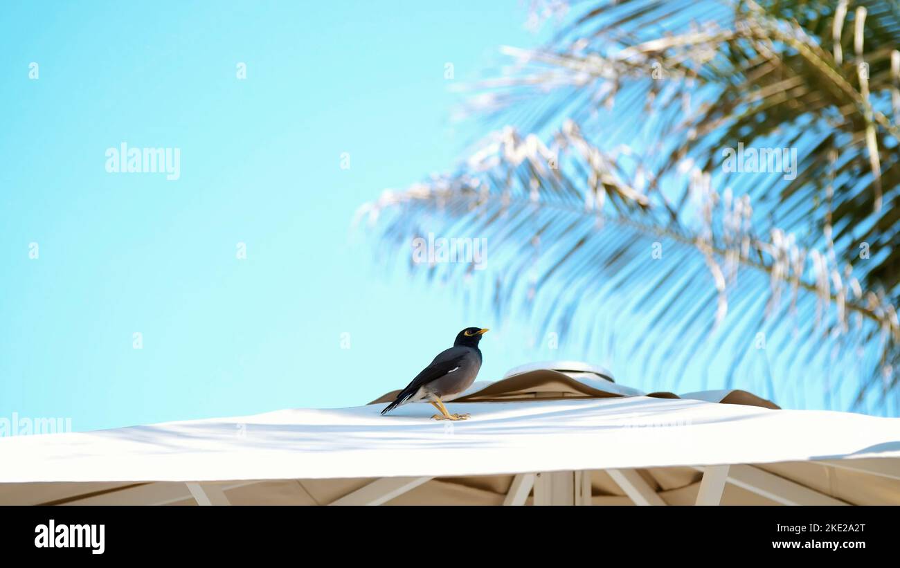 Vor dem blauen Himmel und den Palmen sitzt auf dem Dach eines Sonnenschirms ein exotischer Vogel. Nahaufnahme. Hochwertige Fotos Stockfoto