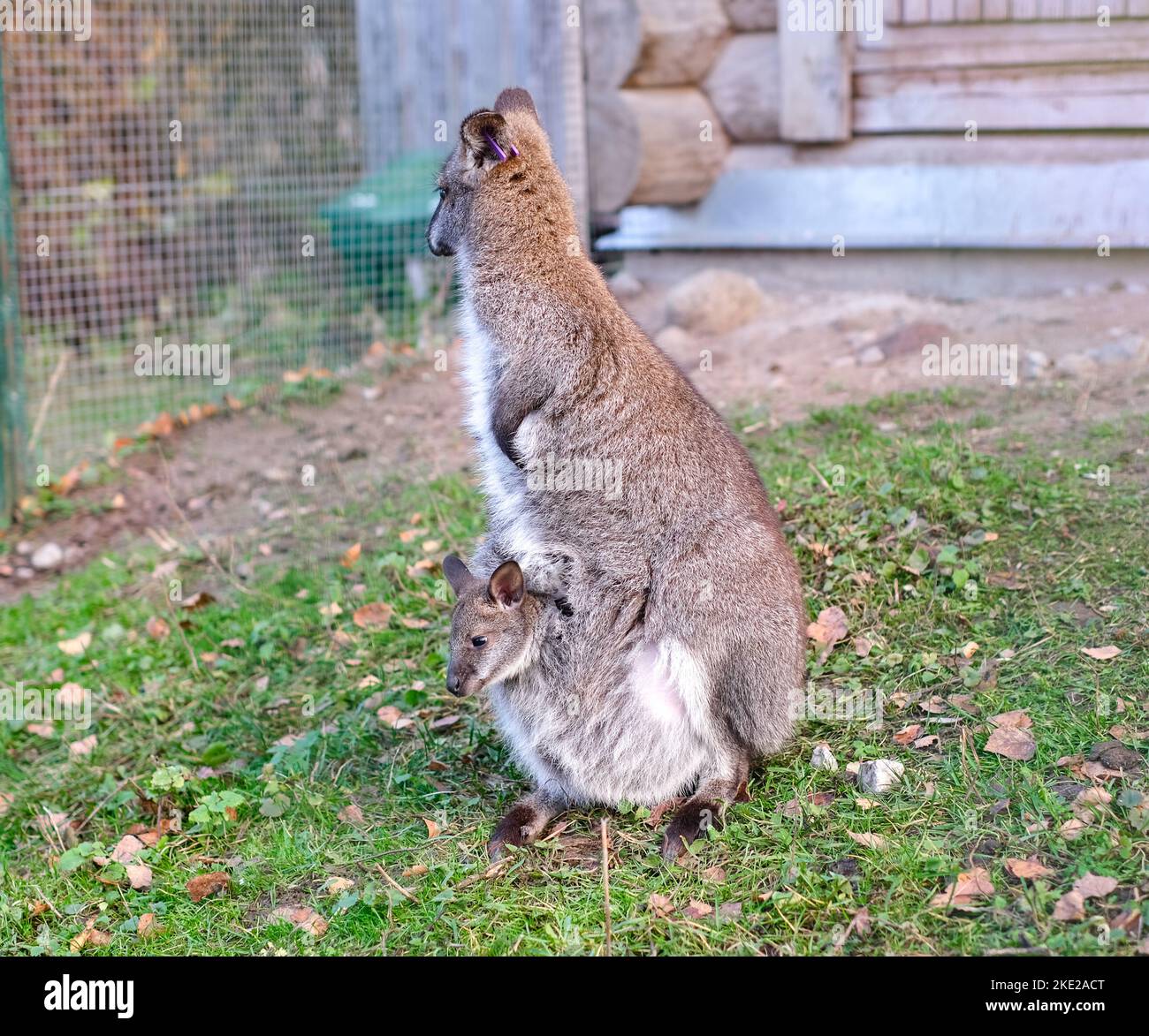 Känguru mit einem Baby in ihrer Tasche im Park auf dem Gras. Vertikale Fotografie Stockfoto