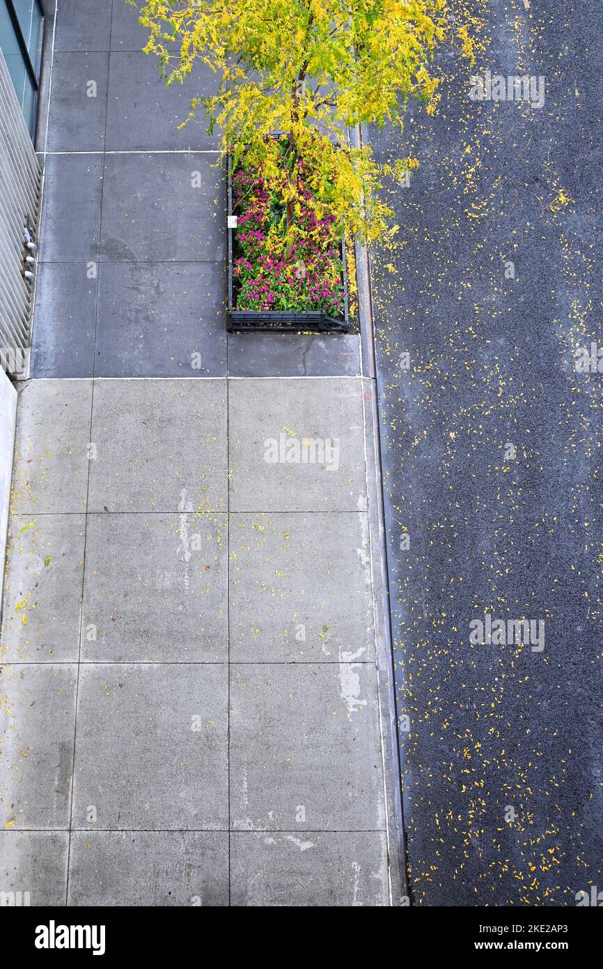 Bürgersteig und Herbstblätter, die von der High Line in Manhattan herabblicken, Stockfoto