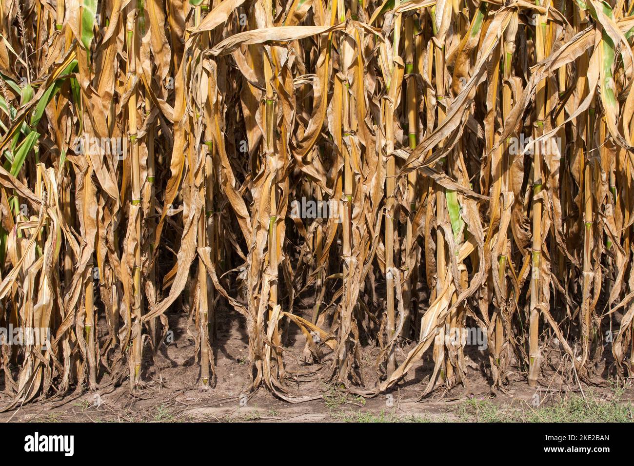Ausgetrocknetes und ausgetrocknetes Maisfeld im trockenen Sommer 2022. Stockfoto