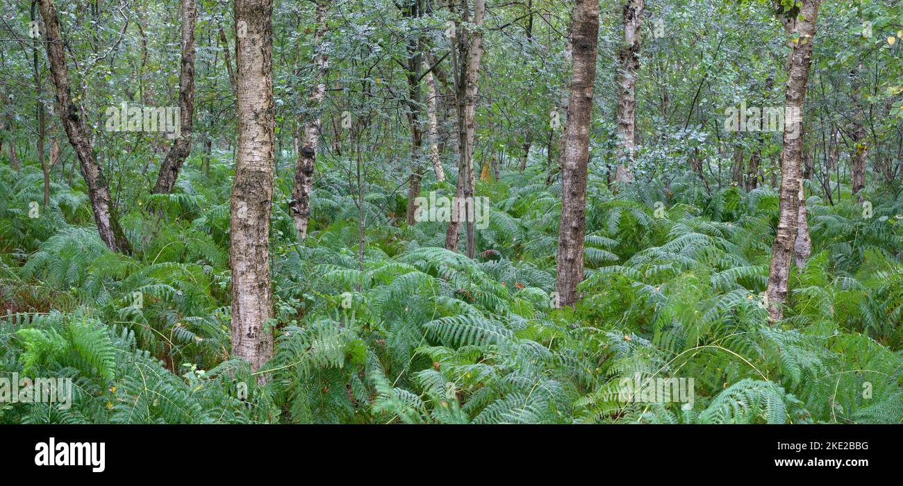 Typischer Moorbirkenwald mit Grünfarn bedecktem Boden. Moorwälder sind ein vorrangiger geschützter Lebensraum. Stockfoto
