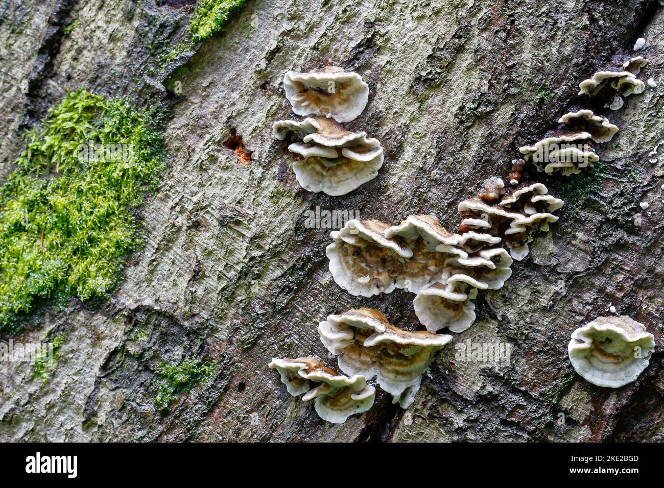 Baumpilze und Moos auf totem Holz. Altes Holz im Wald ist Lebensraum für zahlreiche Pflanzen und Kreaturen. Stockfoto
