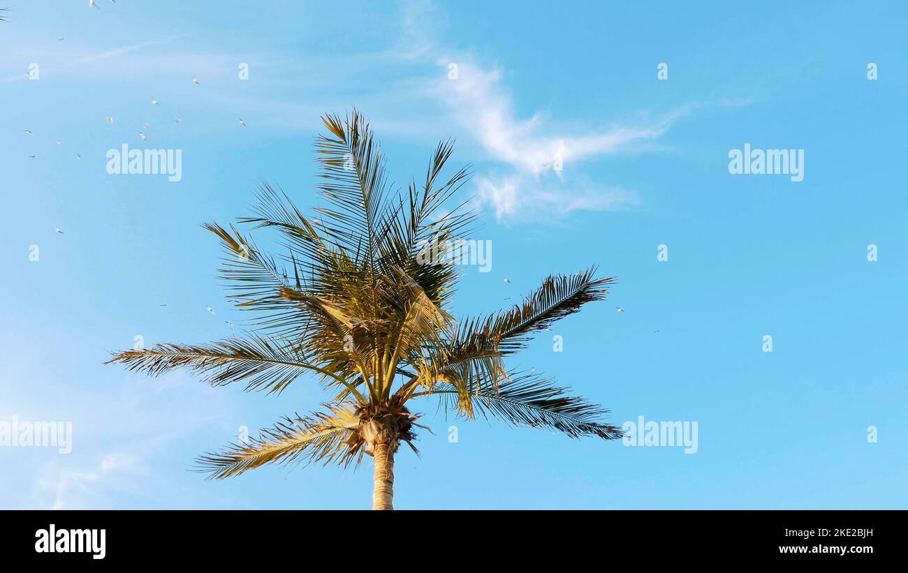 Gegen den blauen Himmel mit Wolken, im Wind entwickeln sich Äste großer Palmen, am Himmel fliegt eine Schar Möwen. Hochwertige Fotos Stockfoto