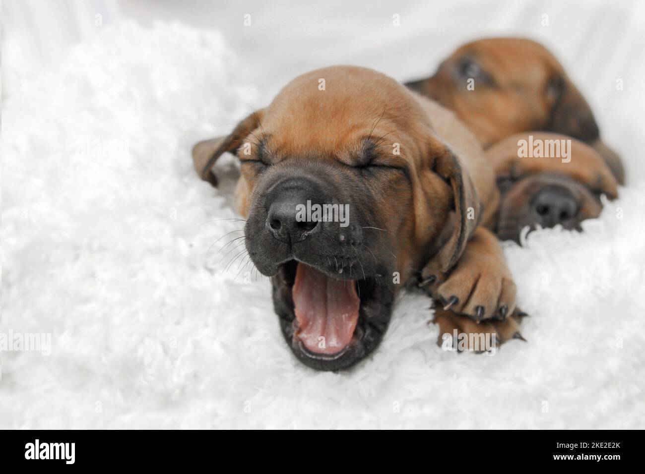 Rhodesian Ridgeback Welpen Stockfoto