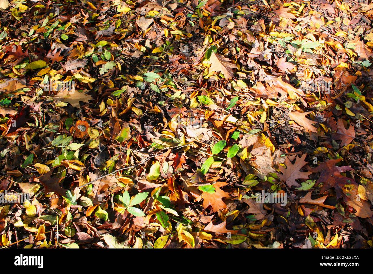 Braune, grüne, gelbe, orange und rote Herbstblätter auf dem Waldboden Stockfoto