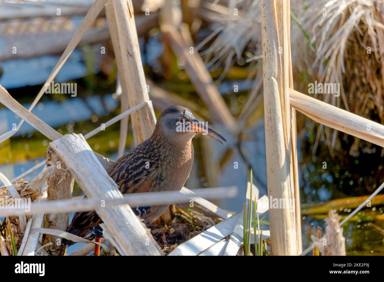 Virginia Rail (Rallye limicola) in Sumpfland. Kleine Wasservögel leben in Süß- und Brackwassermooren, Stockfoto