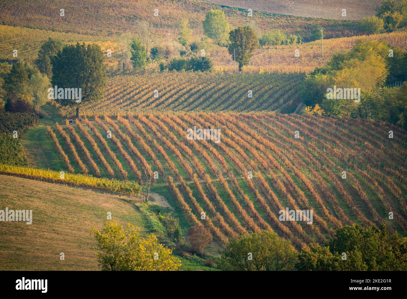 Colli piacentini Hügel in Italien. Weinberge und Landschaft im Herbst, Italien Stockfoto