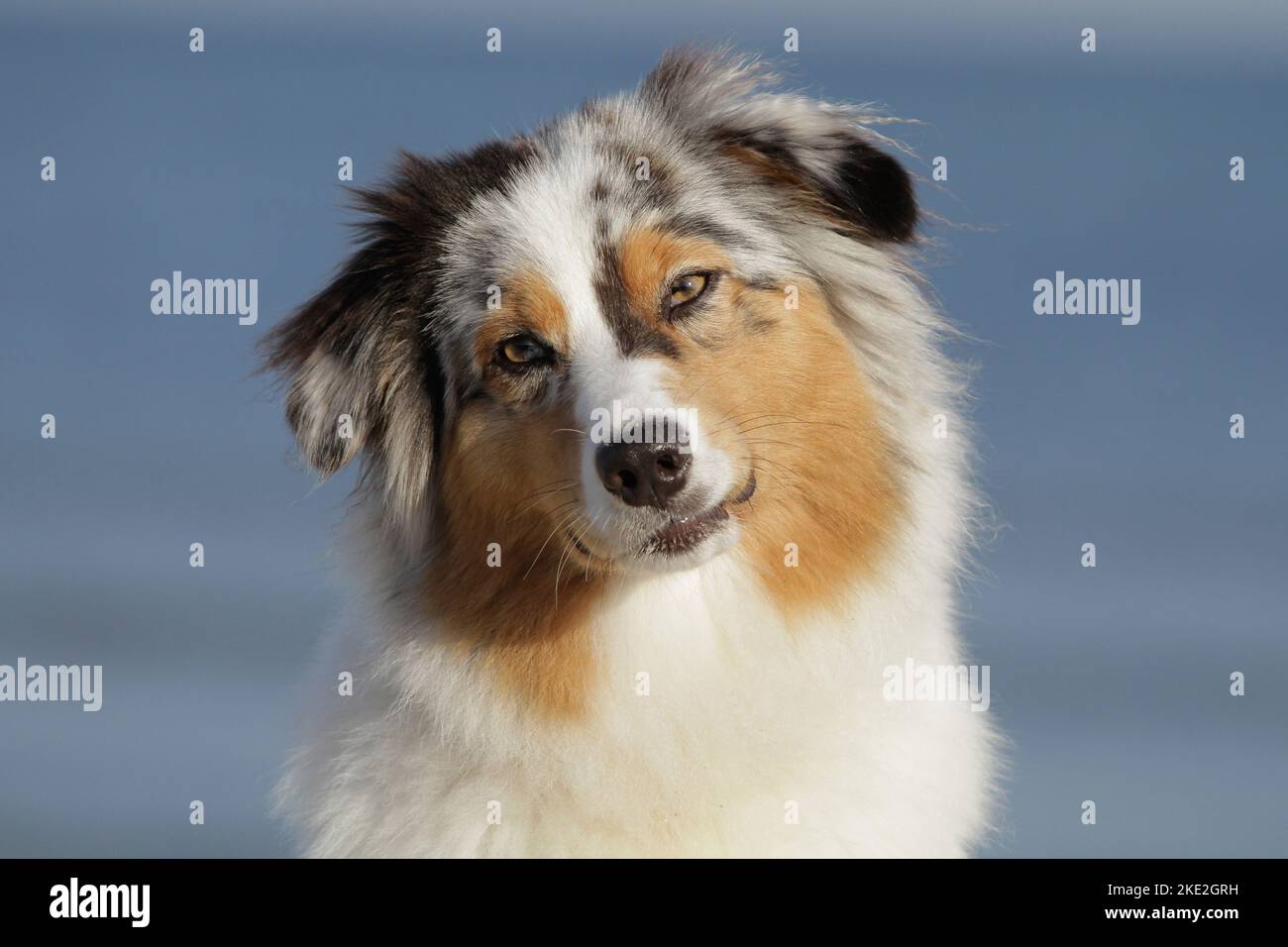 Australian Shepherd-Portrait Stockfoto