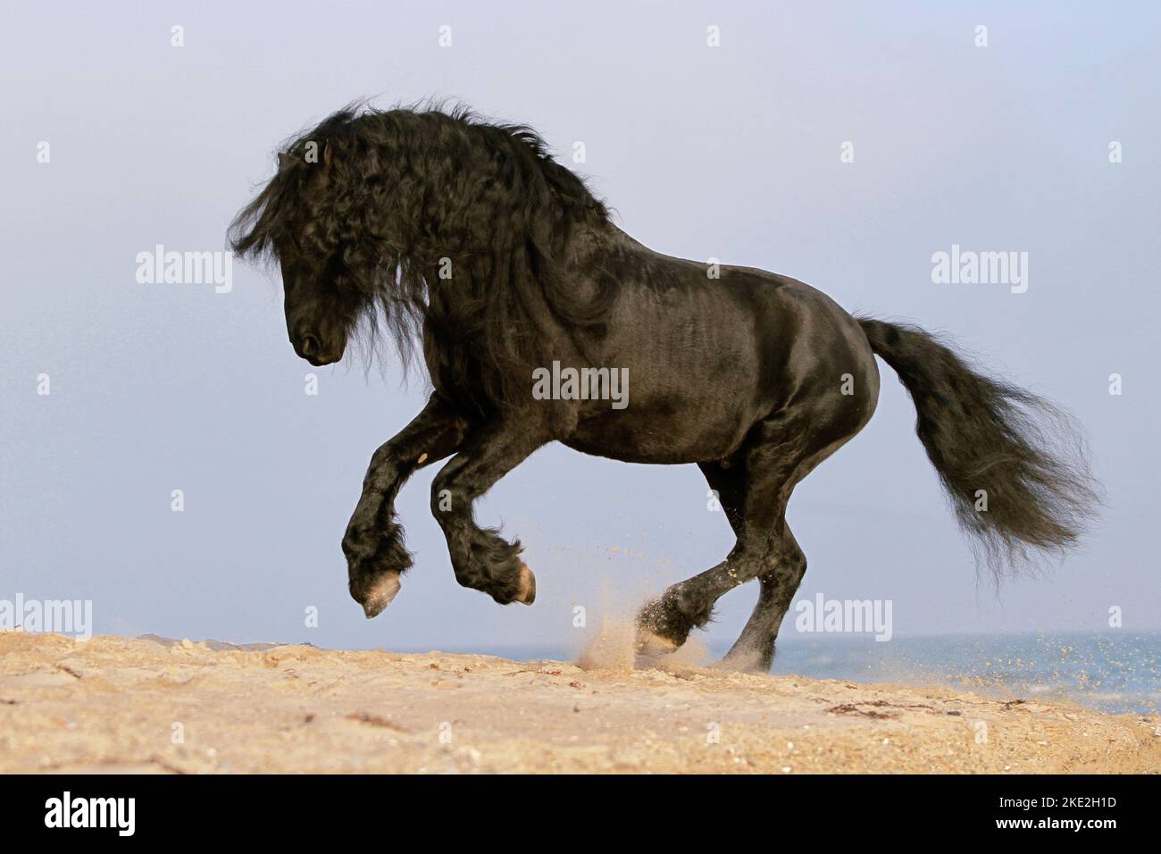 Friesen Pferd im Galopp Stockfoto