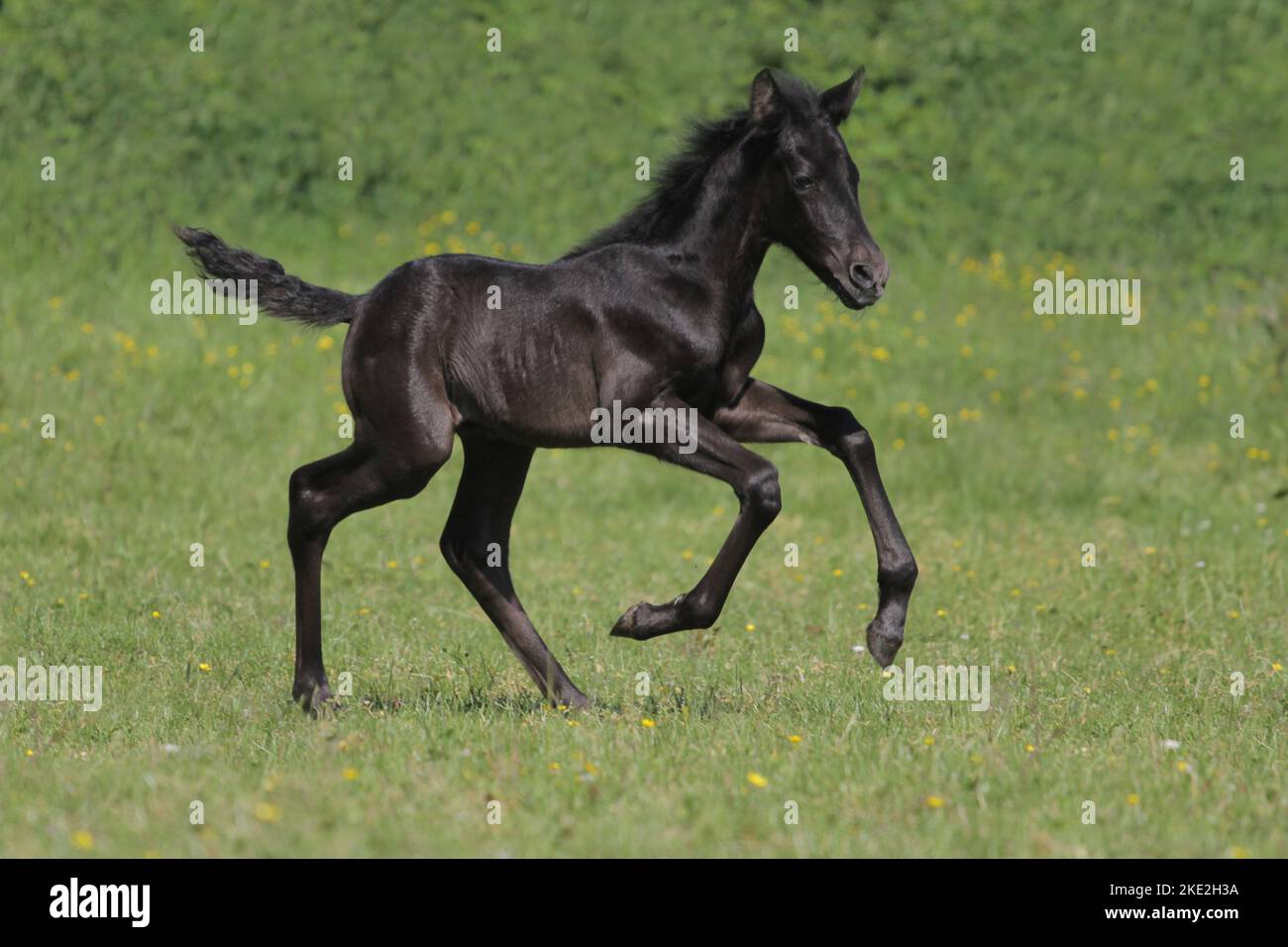 Kreuzung Fohlen Stockfoto
