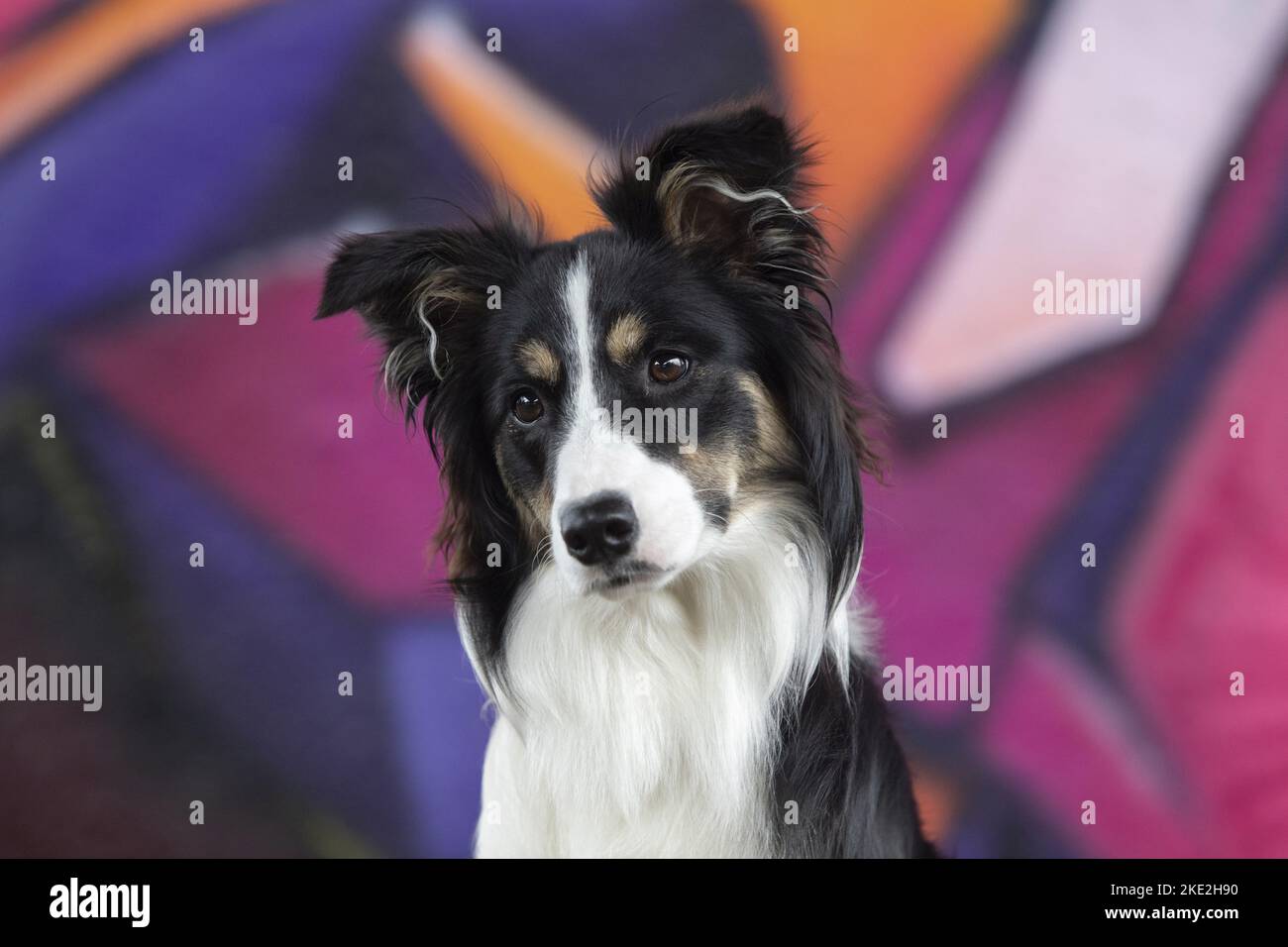 Border-Collie-Portrait Stockfoto